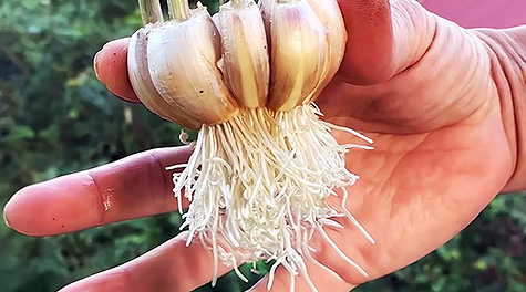 Last Longer In Bed: Simple Home Trick For 2 Hour Power! Last Longer In Bed: Simple Home Trick For 2 Hour Power!